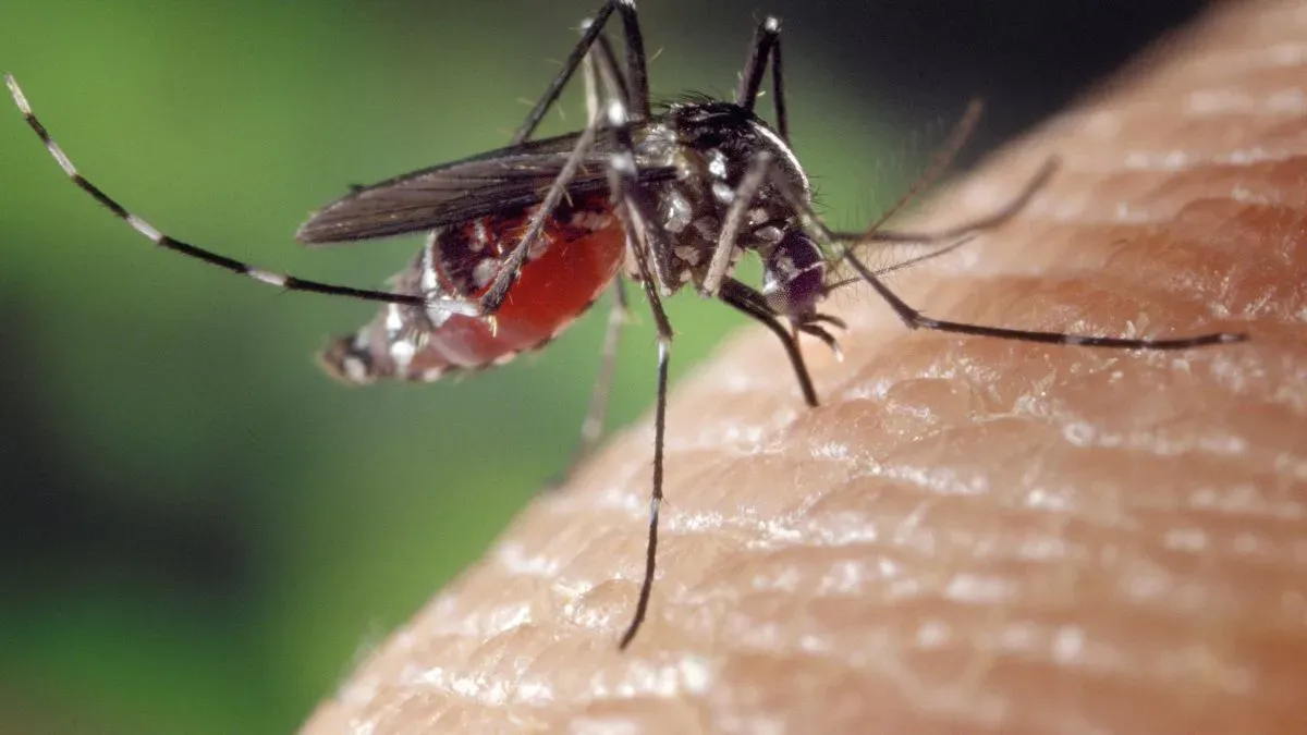 maharashtra-another-pregnant-woman-tests-positive-for-zika-virus-cases-rise-to-6-in-pune